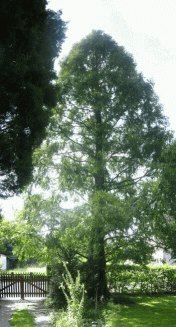 Mammutbaum im Garten